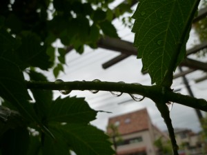p1010162