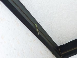 p1010743-800x600