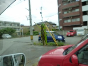 p1010888-800x600