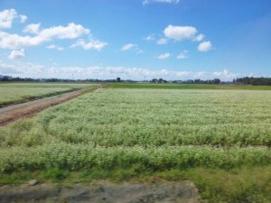 p1020042-800x600
