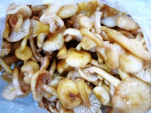 p1020094-800x600