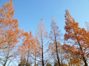 p1020439-800x600