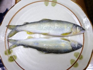p1030451-800x600