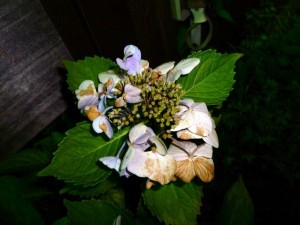 p1030837-800x600
