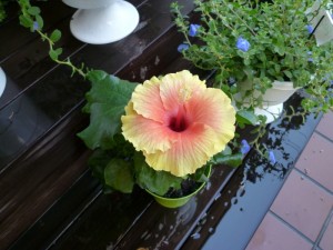 p1040053-800x600