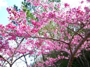 p1050267-800x600