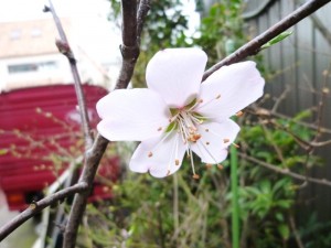 p1050756-800x600