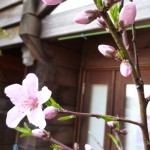 p1050777-800x600