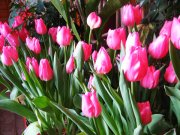 IMG_2120.jpg